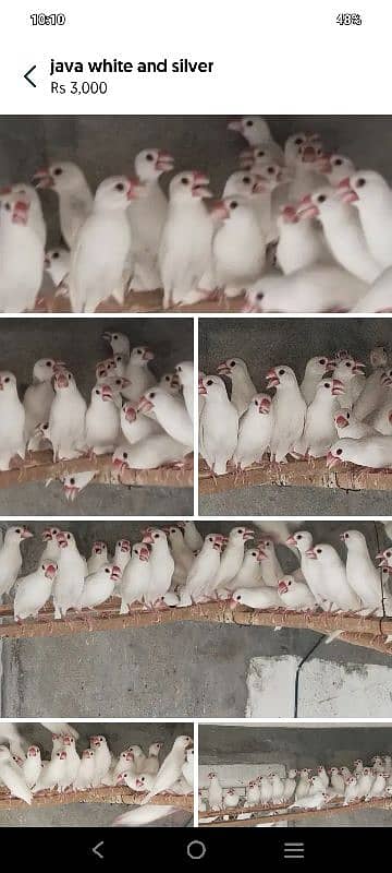 white Java and silver java / snow white jawa / java finches for sale 9