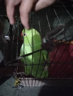 9 Month age talking parrot fully tam