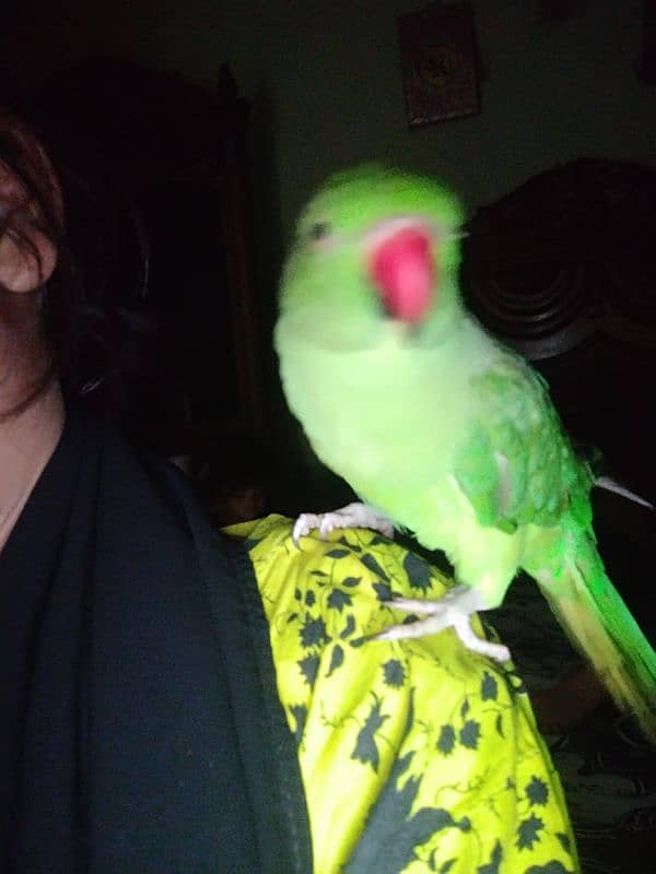 9 Month age talking parrot fully tam 1