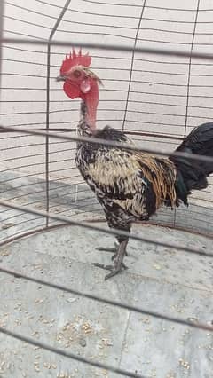 Naked neck rooster for sale 0