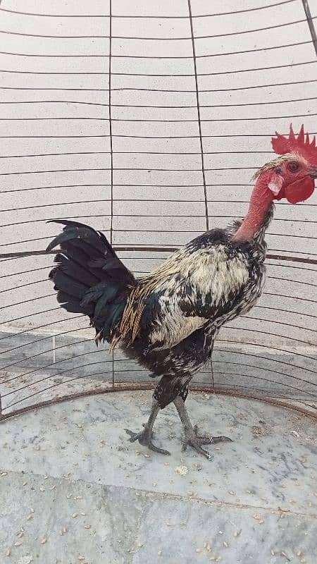 Naked neck rooster for sale 1