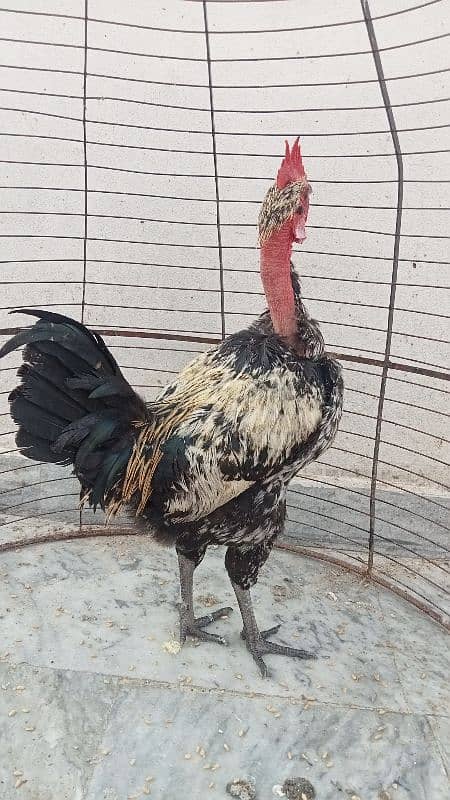 Naked neck rooster for sale 2