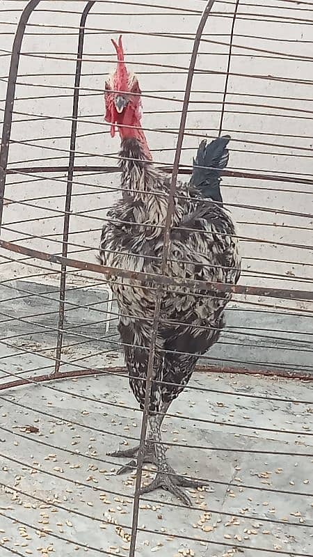 Naked neck rooster for sale 3