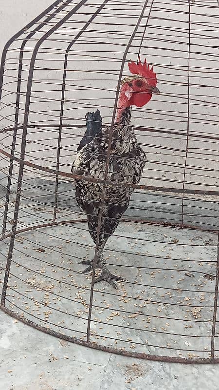 Naked neck rooster for sale 4