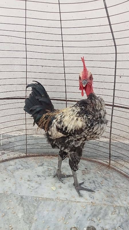 Naked neck rooster for sale 5