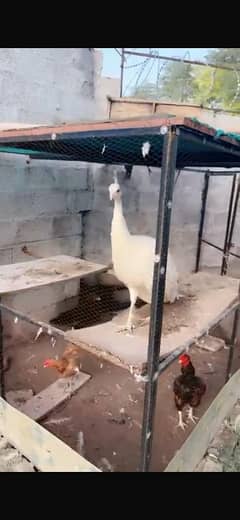 Peacock /Peacock breeder pair/available