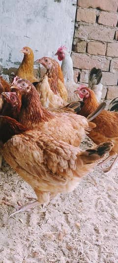 Golden misri/hens/chicks/murgian/desi hens/egg laying hans