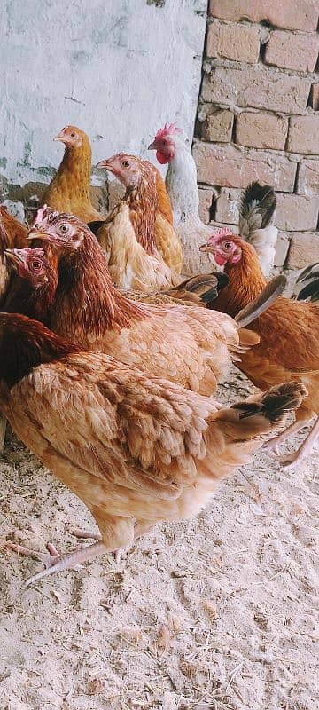 Golden misri/hens/chicks/murgian/desi hens/egg laying hans 0