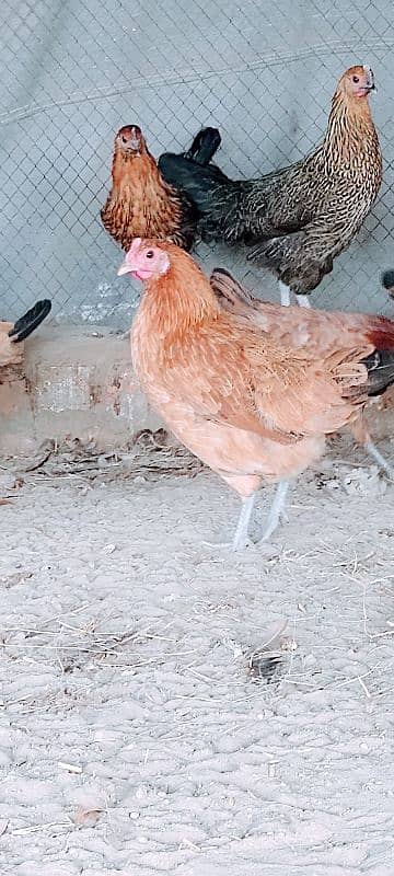 Golden misri/hens/chicks/murgian/desi hens/egg laying hans 2