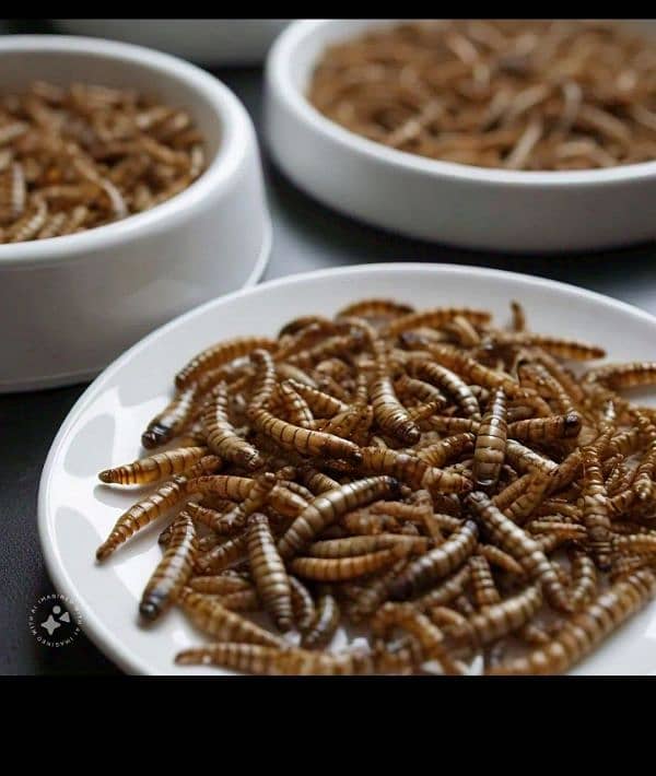 Meals worms 1