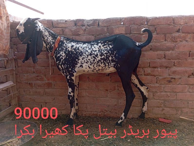 Qurbani and breeding k ly beautiful bkra 9