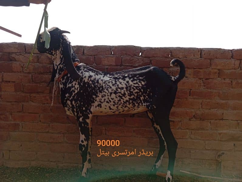 Qurbani and breeding k ly beautiful bkra 10