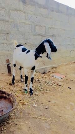 2 kubsurt female goats urgent sale