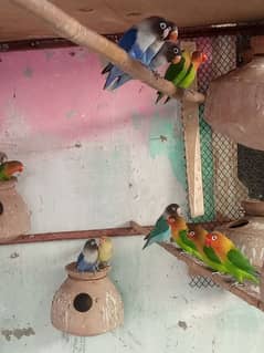 Love bird Breeder pair Jawa Bagree All setup for sell