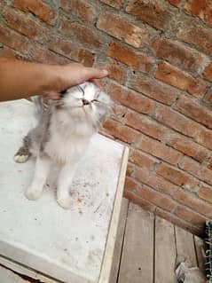 Persian Male Cat Persian Female Cat Persian Kitten Final Price Urgent