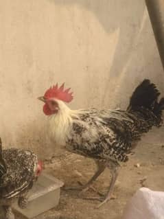 Egyptian fayoumi Male For Sale