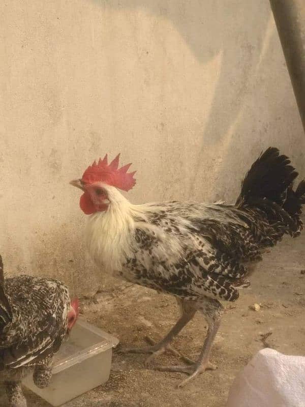 Egyptian fayoumi Male For Sale 0