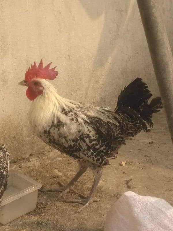 Egyptian fayoumi Male For Sale 1