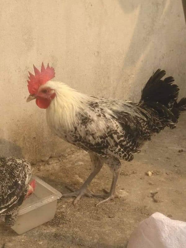 Egyptian fayoumi Male For Sale 2