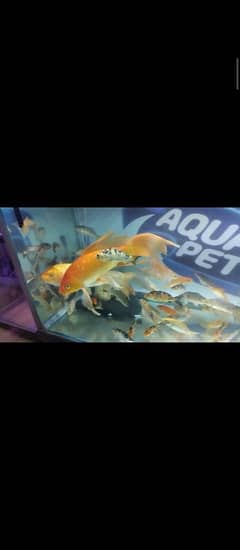 1 ft koi pair, Oranda goldfish, Cichlids