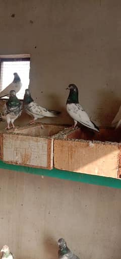 03154020204. . . . . . 1000 RS per piece High Flying A plus Pigeons