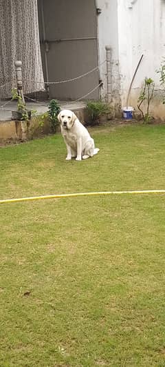 British Labrador