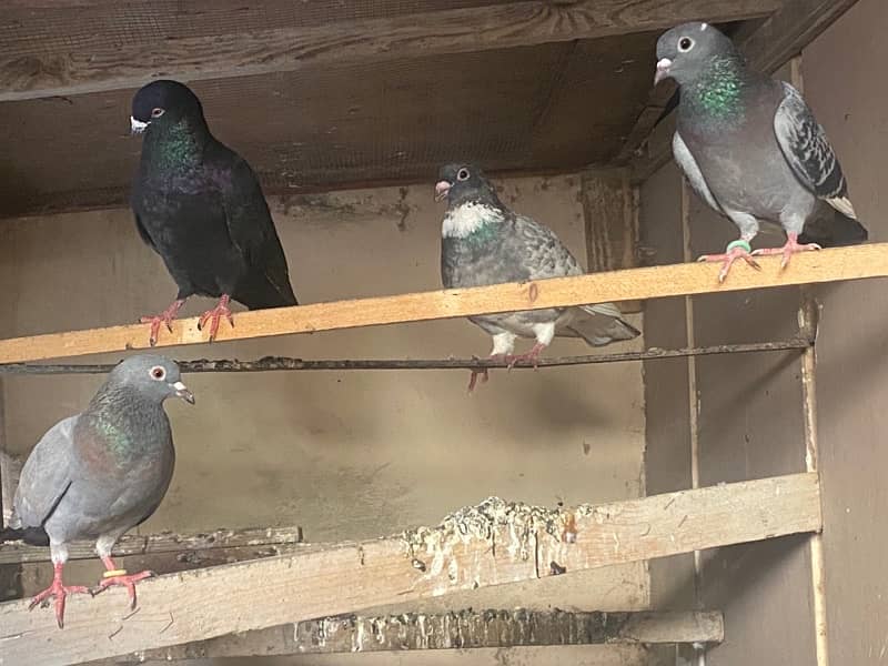 gola pigeons / kabutar 2