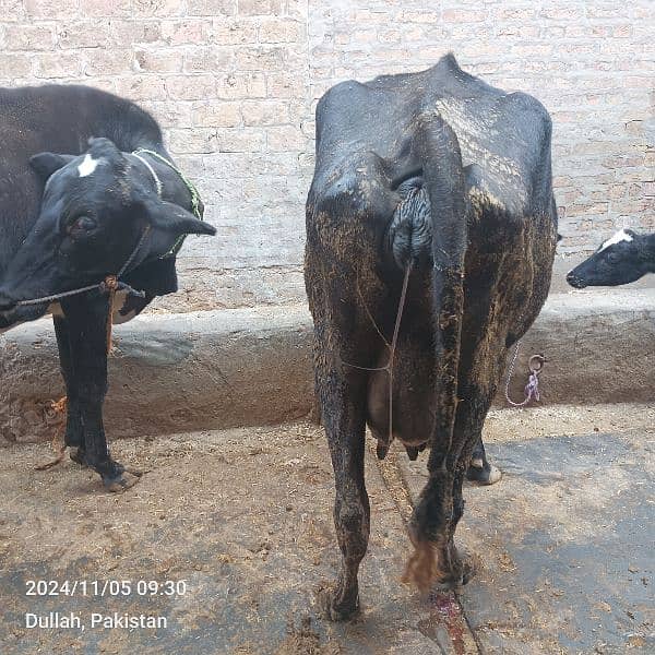 cow and breeder Wacha for sale 7