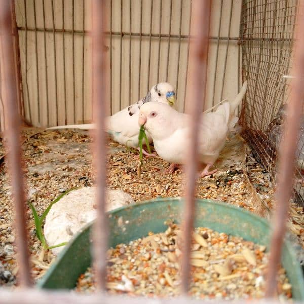 red eye Australia budgies 1