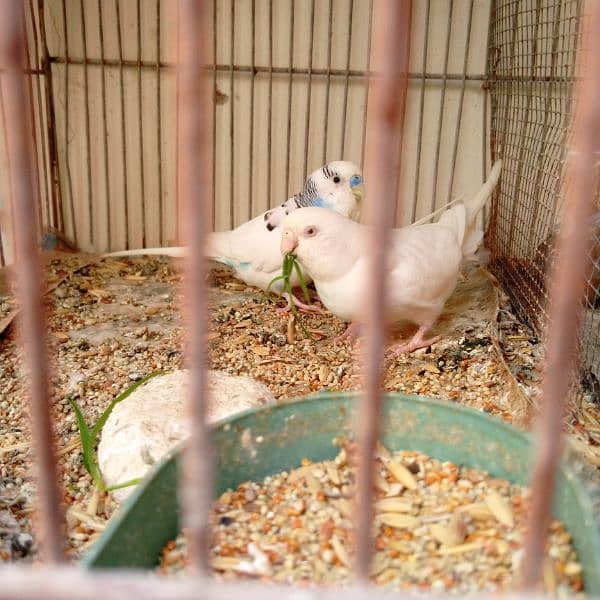 red eye Australia budgies 3