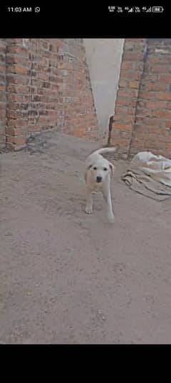 Labrador dog cros White color