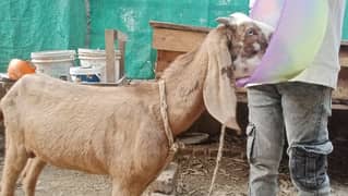 2025 Qurbani k liye shera brand Desi Bakra for sale