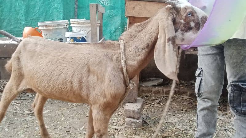 2025 Qurbani k liye shera brand Desi Bakra for sale 1