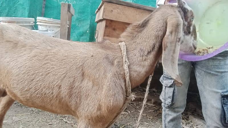 2025 Qurbani k liye shera brand Desi Bakra for sale 3