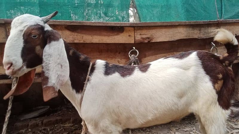 2025 Qurbani k liye shera brand Desi Bakra for sale 6