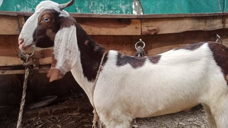 2025 Qurbani k liye shera brand Desi Bakra for sale 7