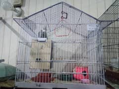 LOVE BURDS BREEDER PAIR WITH CAGE