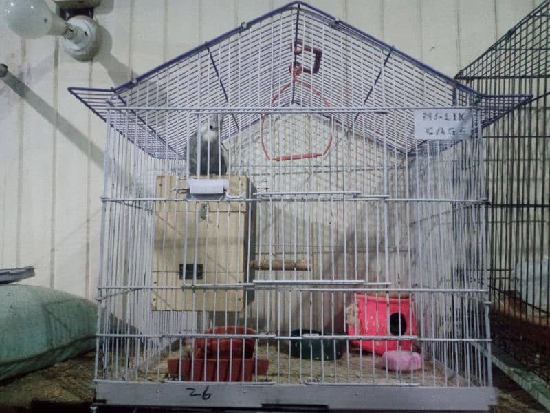 LOVE BURDS BREEDER PAIR WITH CAGE 1