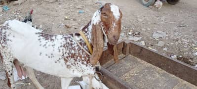 4Dant gabban bakri 2month 10din ki 03132449530