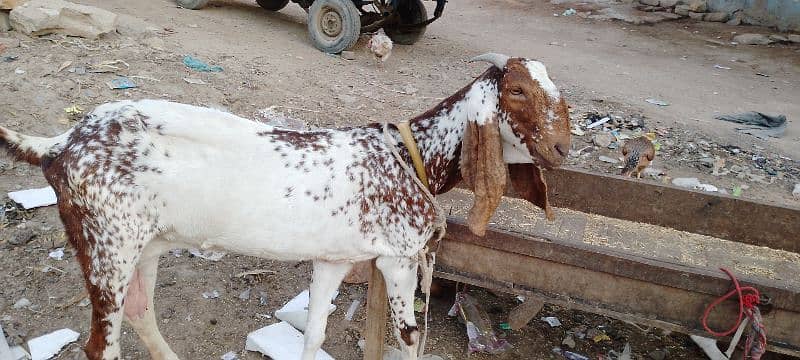 4Dant gabban bakri 2month 10din ki 03132449530 2