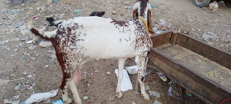 4Dant gabban bakri 2month 10din ki 03132449530 3