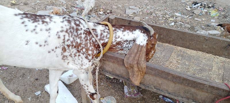 4Dant gabban bakri 2month 10din ki 03132449530 4