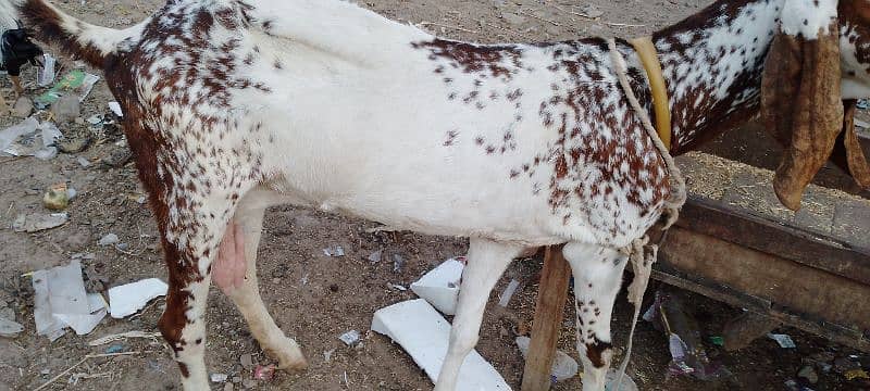 4Dant gabban bakri 2month 10din ki 03132449530 5