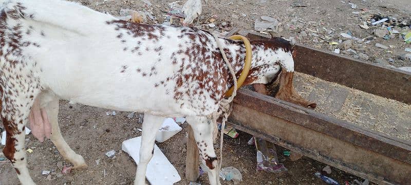 4Dant gabban bakri 2month 10din ki 03132449530 6