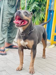 American pitbull 03234696626