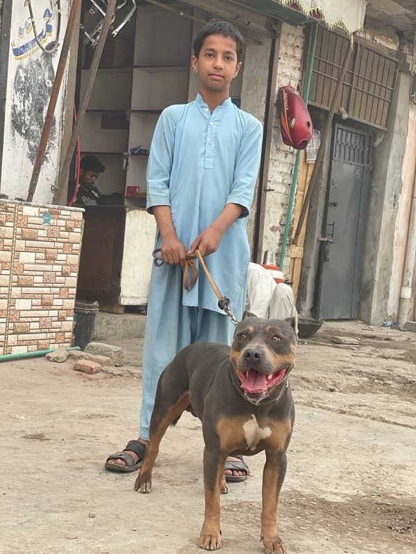 American pitbull 03234696626 4