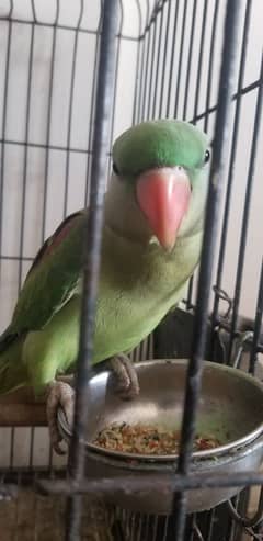 Ringneck pahari 7 months Kid with Cage