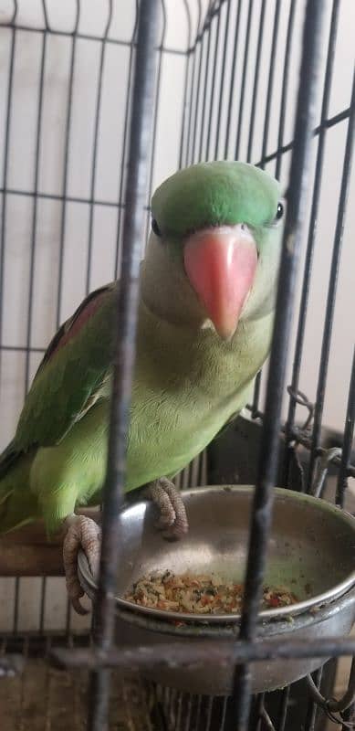 Ringneck pahari 7 months Kid with Cage 0