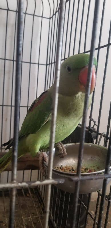 Ringneck pahari 7 months Kid with Cage 1