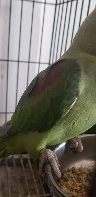 Ringneck pahari 7 months Kid with Cage 2